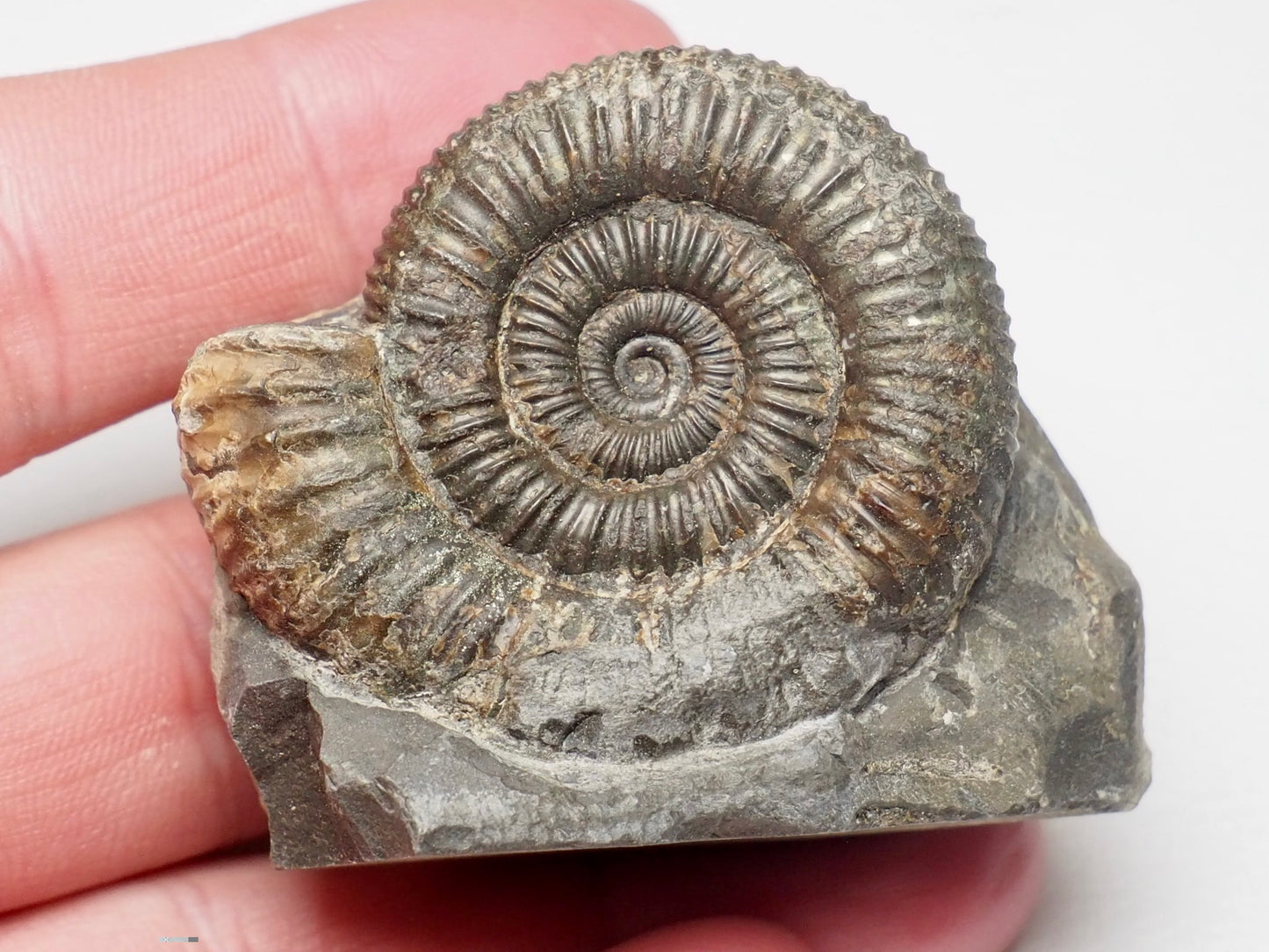 CutBase Dactylioceras Ammonite Fossil