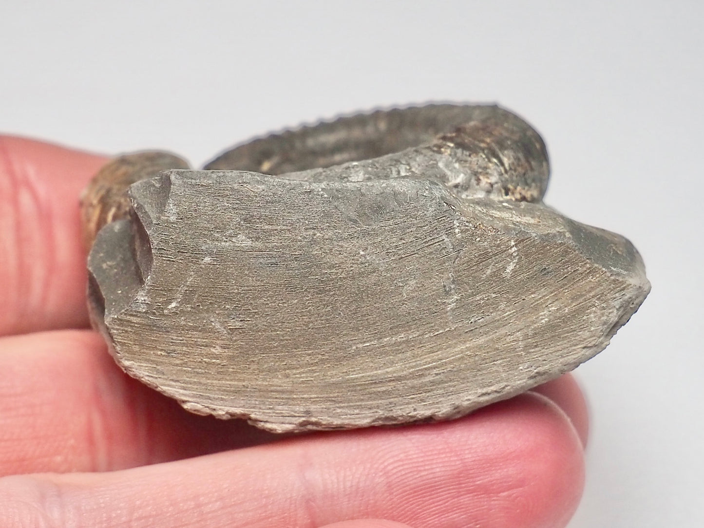 CutBase Dactylioceras Ammonite Fossil