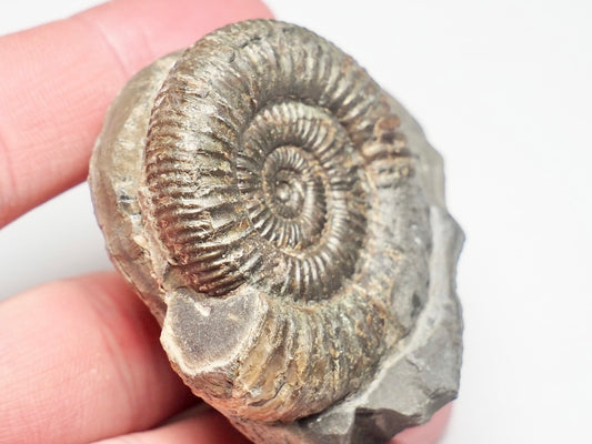 CutBase Dactylioceras Ammonite Fossil