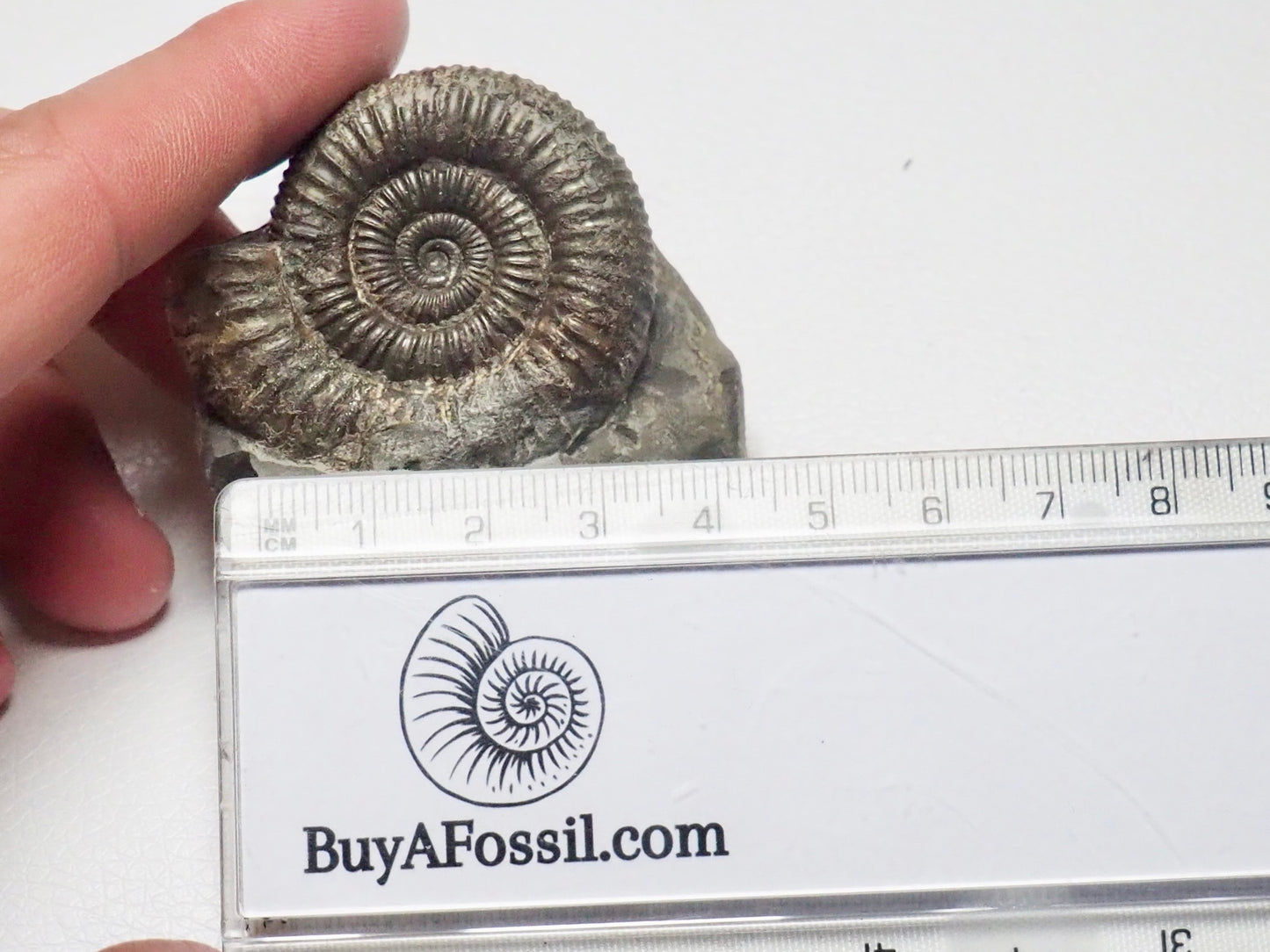 CutBase Dactylioceras Ammonite Fossil