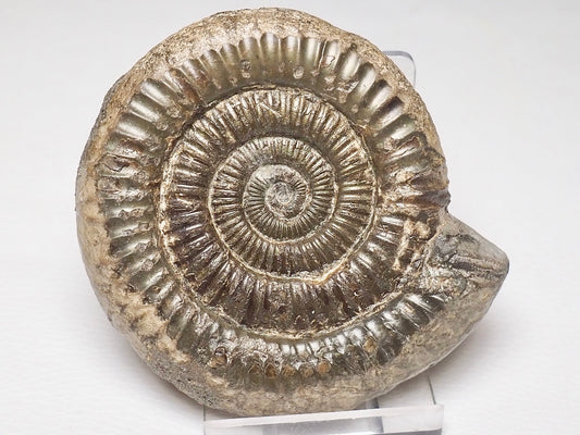 Dactylioceras Ammonite Fossil