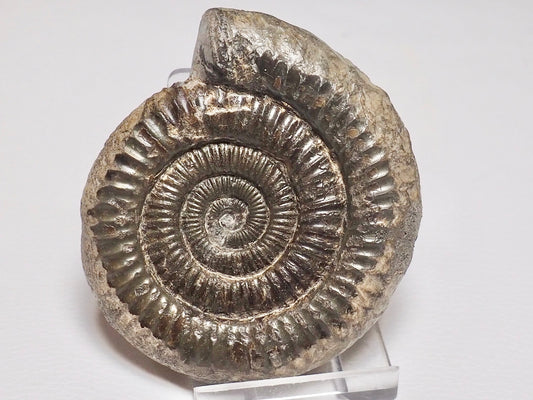 Dactylioceras Ammonite Fossil