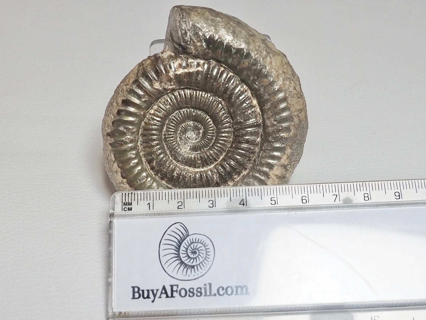 Dactylioceras Ammonite Fossil