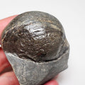Bivalve Shell On Matrix - Pick N Mix