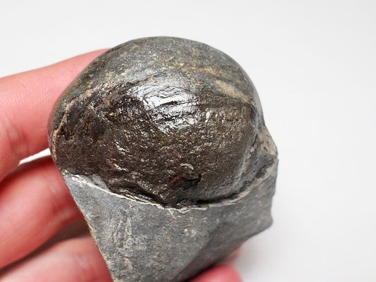 Bivalve Shell On Matrix - Pick N Mix