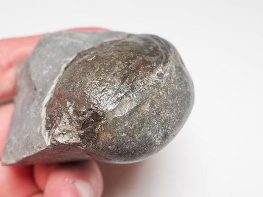 Bivalve Shell On Matrix - Pick N Mix