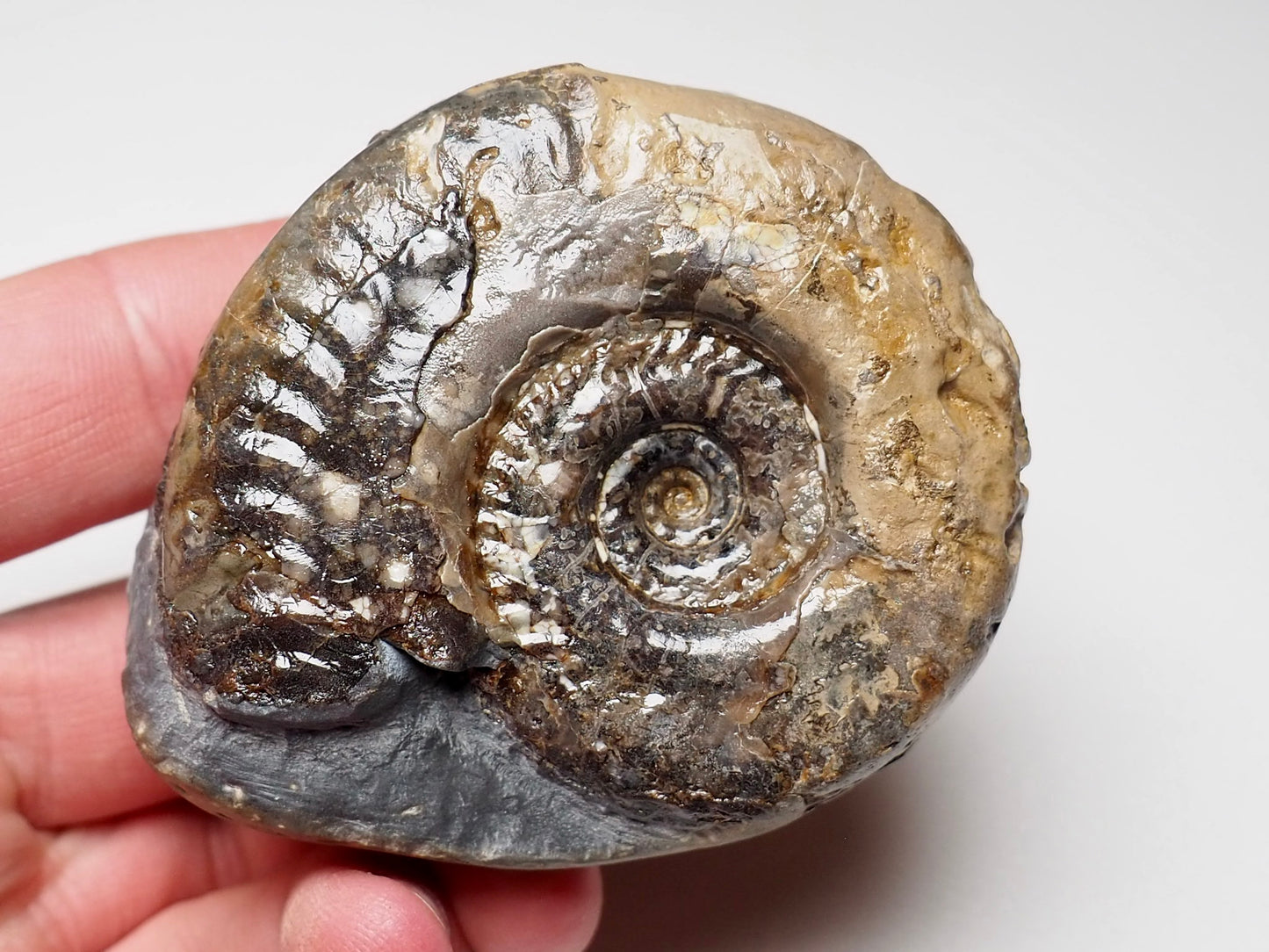 Hildoceras Ammonite