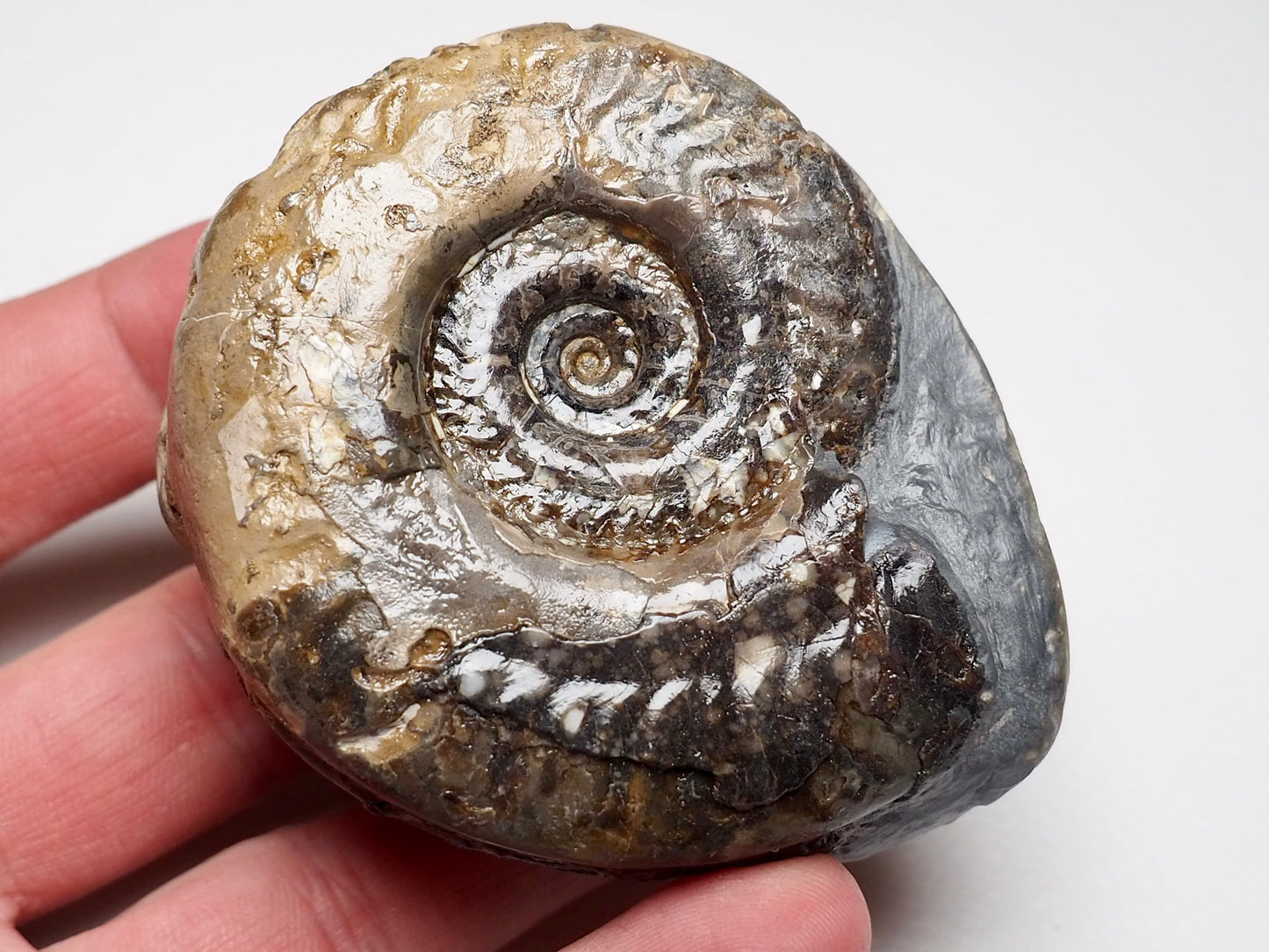 Hildoceras Ammonite