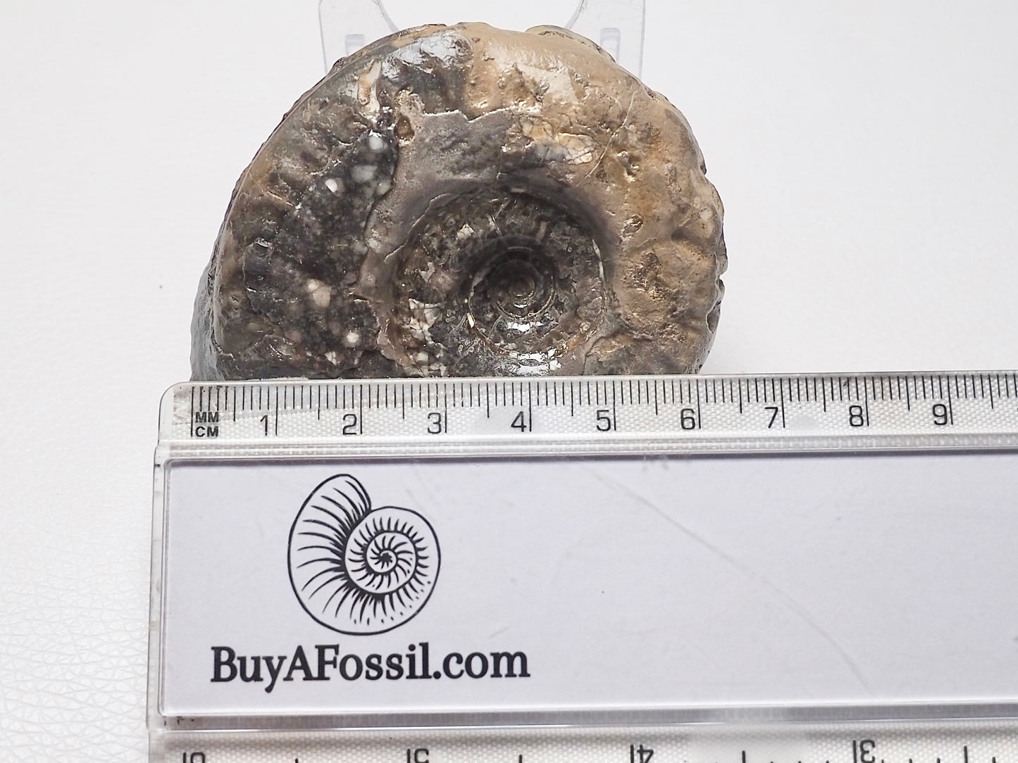 Hildoceras Ammonite