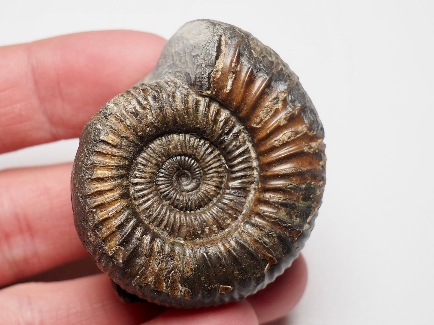 Dactylioceras Ammonite Fossil With CutBase