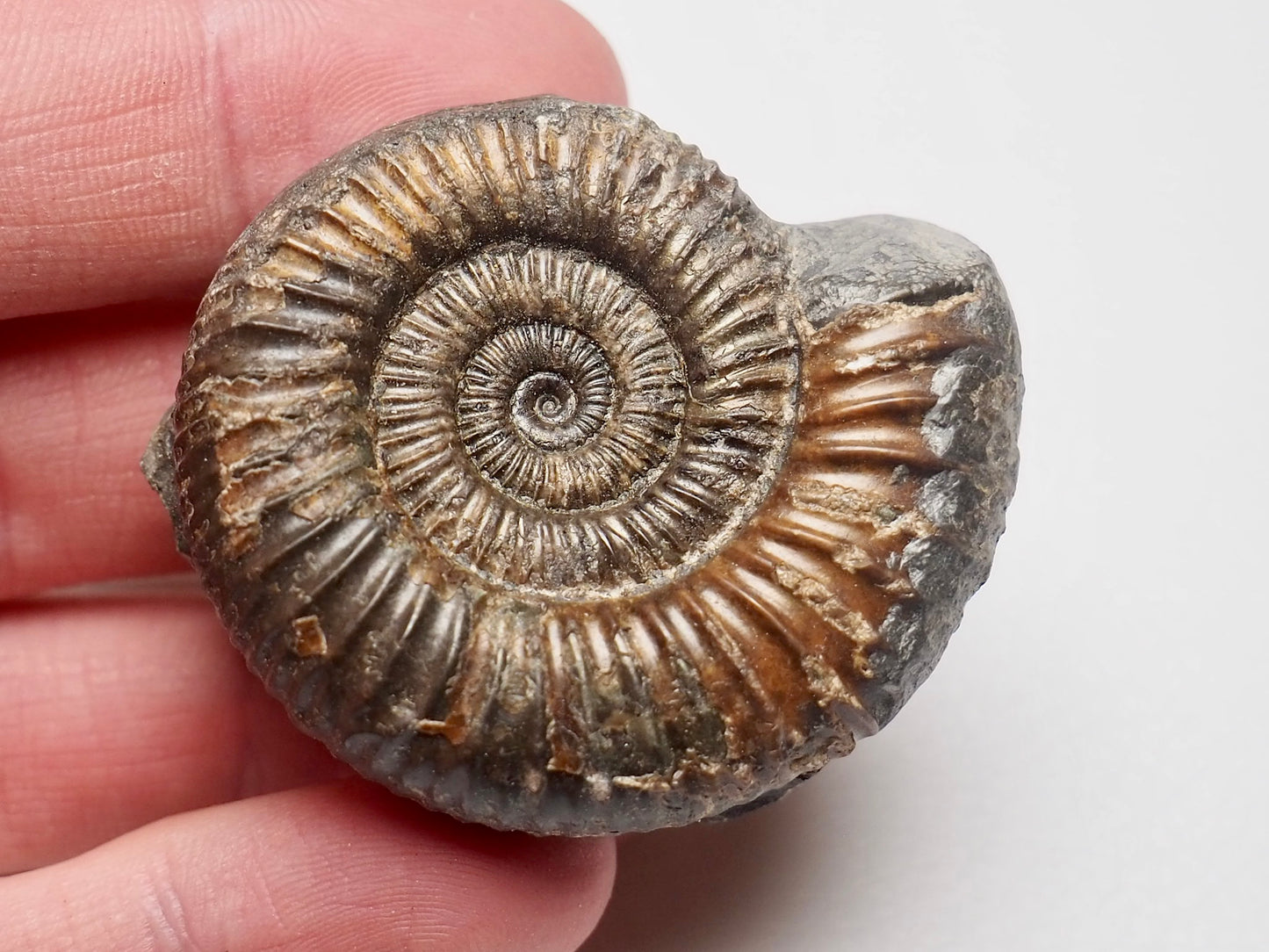 Dactylioceras Ammonite Fossil With CutBase