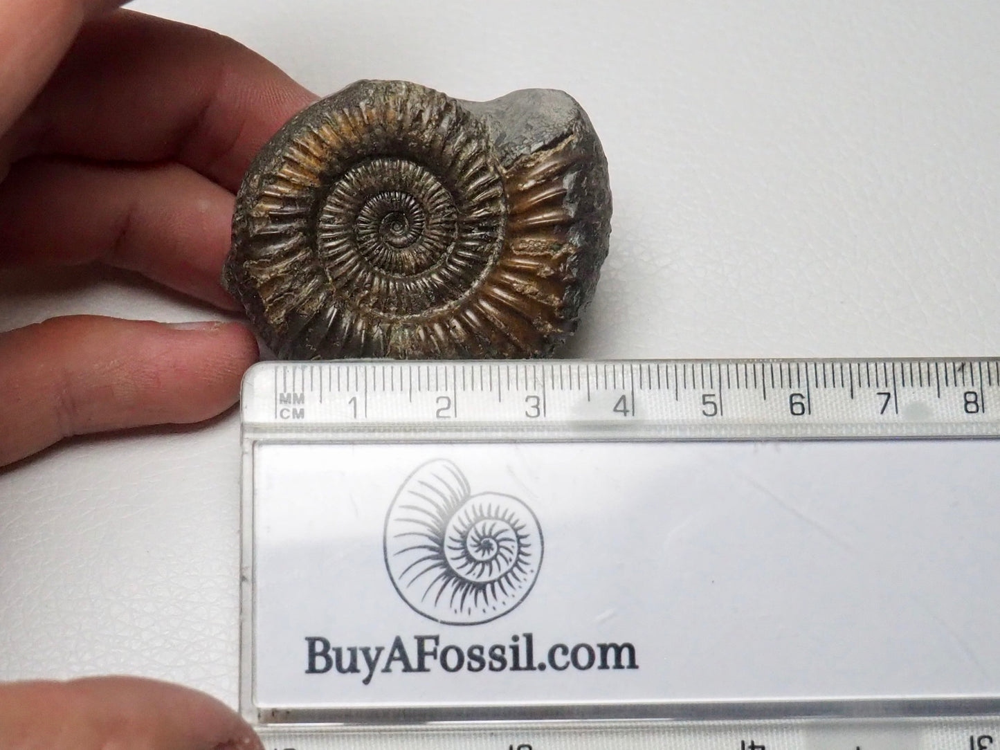 Dactylioceras Ammonite Fossil With CutBase