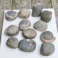 12x Small Ammonite Nodules – Yorkshire Coast Fossils | Crack Your Own | Prep Practice Kit