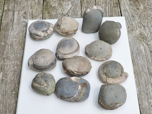 12x Small Ammonite Nodules – Yorkshire Coast Fossils | Crack Your Own | Prep Practice Kit