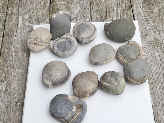 12x Small Ammonite Nodules – Yorkshire Coast Fossils | Crack Your Own | Prep Practice Kit