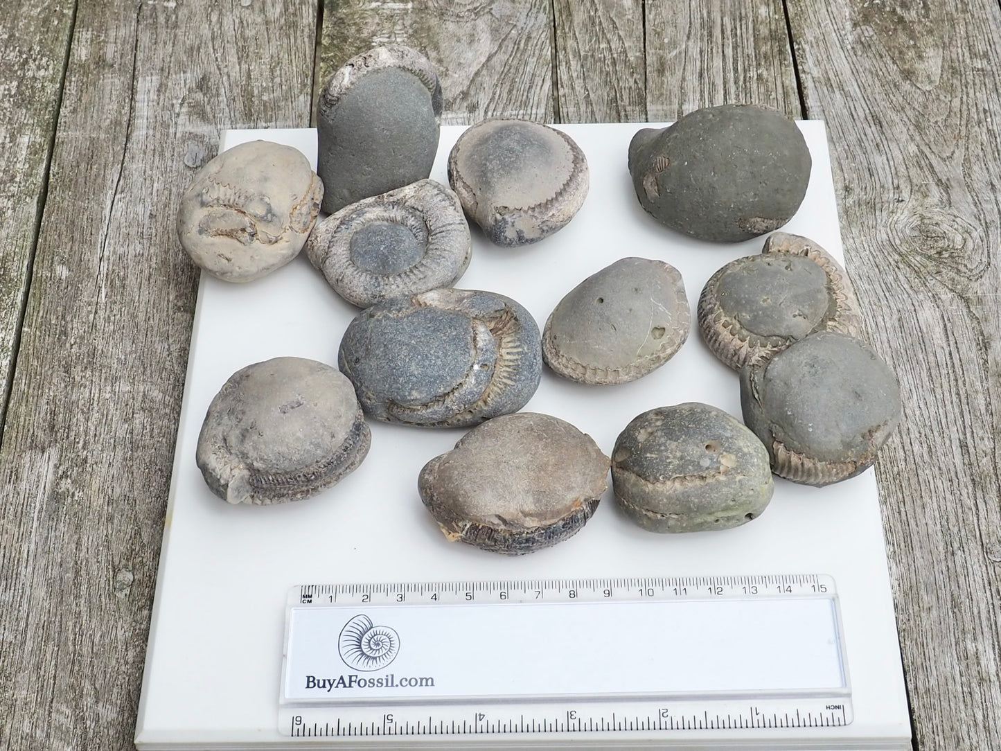 12x Small Ammonite Nodules – Yorkshire Coast Fossils | Crack Your Own | Prep Practice Kit