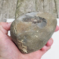 Whitby Ammonite Nodule – Unprepared Jurassic Fossil – Yorkshire Coast
