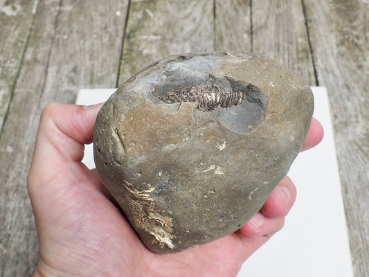 Whitby Ammonite Nodule – Unprepared Jurassic Fossil – Yorkshire Coast