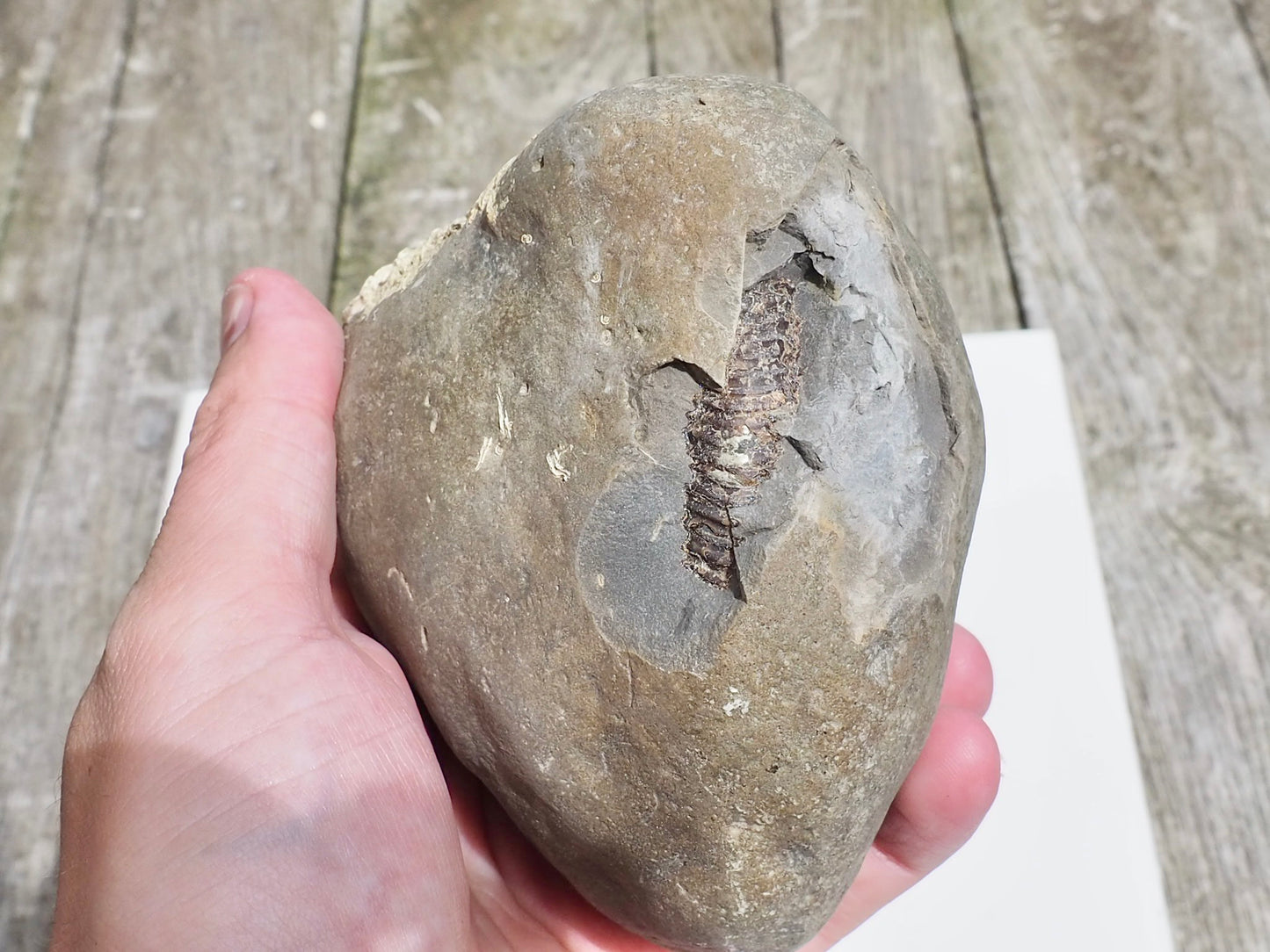 Whitby Ammonite Nodule – Unprepared Jurassic Fossil – Yorkshire Coast