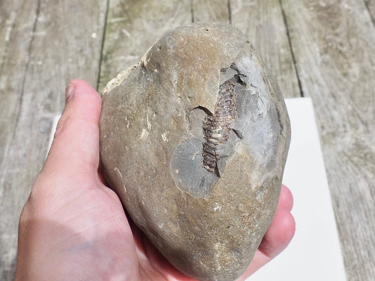 Whitby Ammonite Nodule – Unprepared Jurassic Fossil – Yorkshire Coast