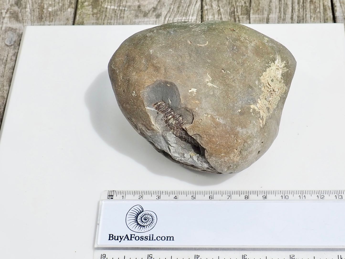Whitby Ammonite Nodule – Unprepared Jurassic Fossil – Yorkshire Coast