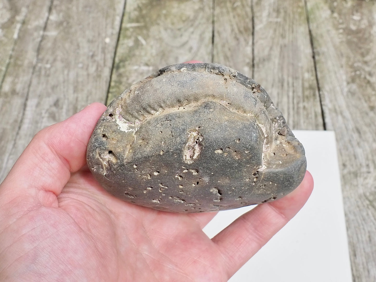 Whitby Ammonite Nodule – Unprepared Jurassic Fossil – Yorkshire Coast