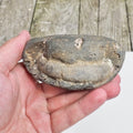 Whitby Ammonite Nodule – Unprepared Jurassic Fossil – Yorkshire Coast