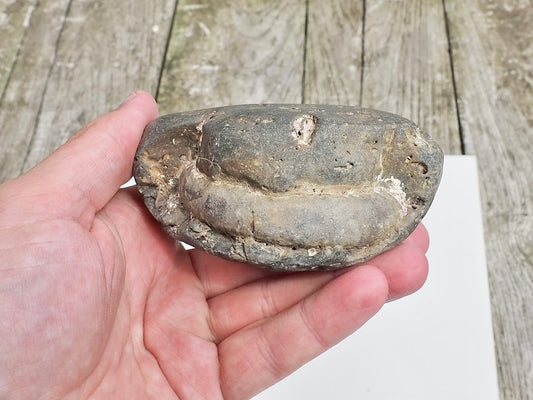 Whitby Ammonite Nodule – Unprepared Jurassic Fossil – Yorkshire Coast