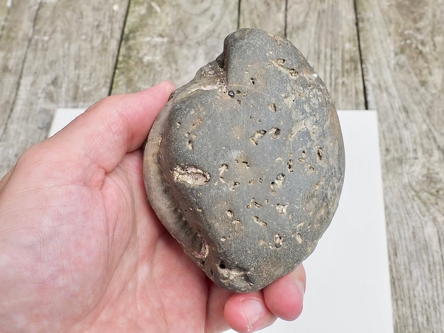 Whitby Ammonite Nodule – Unprepared Jurassic Fossil – Yorkshire Coast