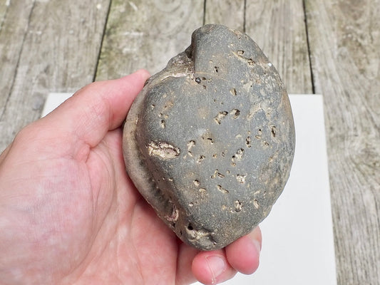 Whitby Ammonite Nodule – Unprepared Jurassic Fossil – Yorkshire Coast