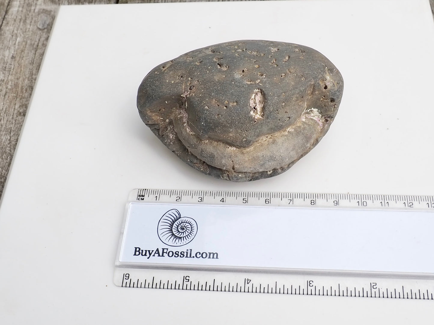 Whitby Ammonite Nodule – Unprepared Jurassic Fossil – Yorkshire Coast