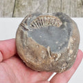 Whitby Ammonite Nodule – Unprepared Jurassic Fossil – Yorkshire Coast