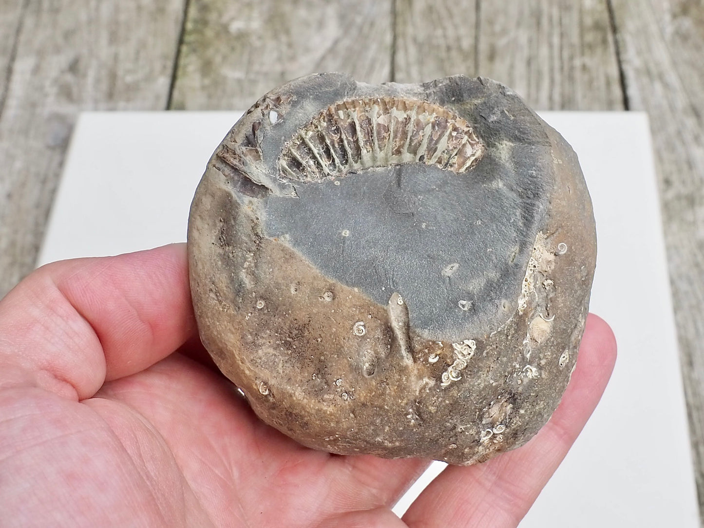 Whitby Ammonite Nodule – Unprepared Jurassic Fossil – Yorkshire Coast