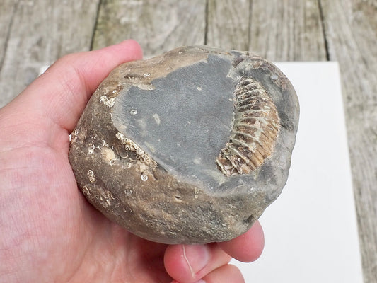 Whitby Ammonite Nodule – Unprepared Jurassic Fossil – Yorkshire Coast