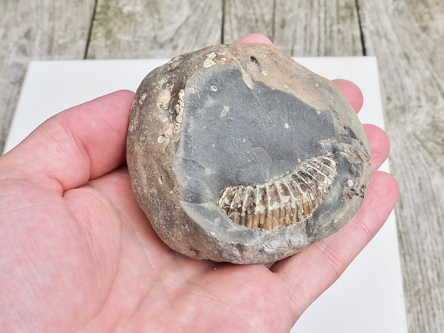 Whitby Ammonite Nodule – Unprepared Jurassic Fossil – Yorkshire Coast
