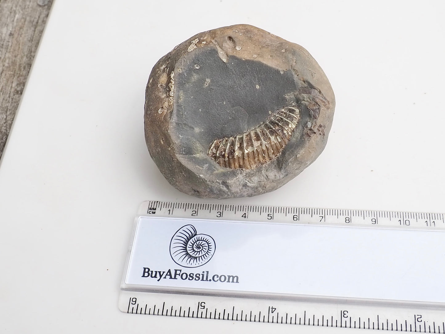 Whitby Ammonite Nodule – Unprepared Jurassic Fossil – Yorkshire Coast