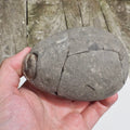 Unprepped Belemnite Phragmocone Fossil Whitby Yorkshire Coast
