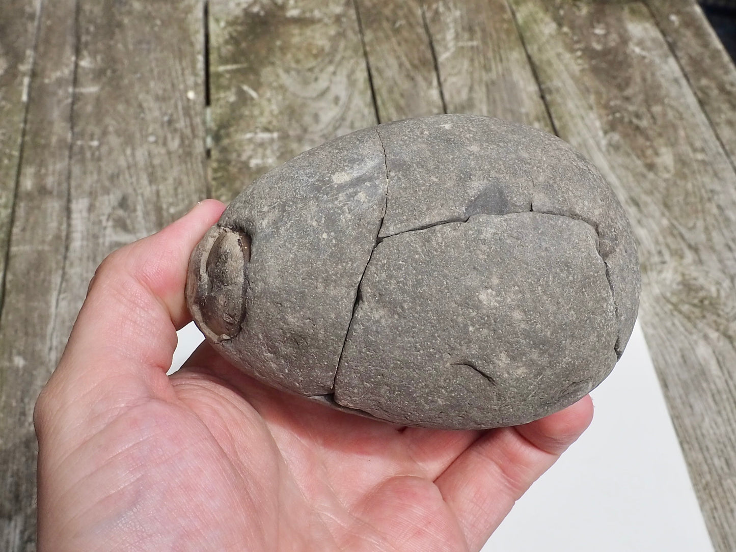 Unprepped Belemnite Phragmocone Fossil Whitby Yorkshire Coast