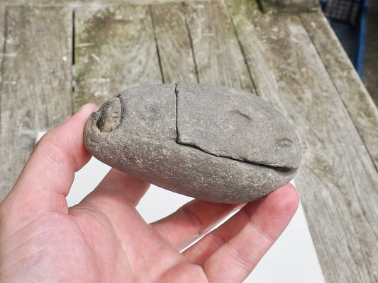 Unprepped Belemnite Phragmocone Fossil Whitby Yorkshire Coast