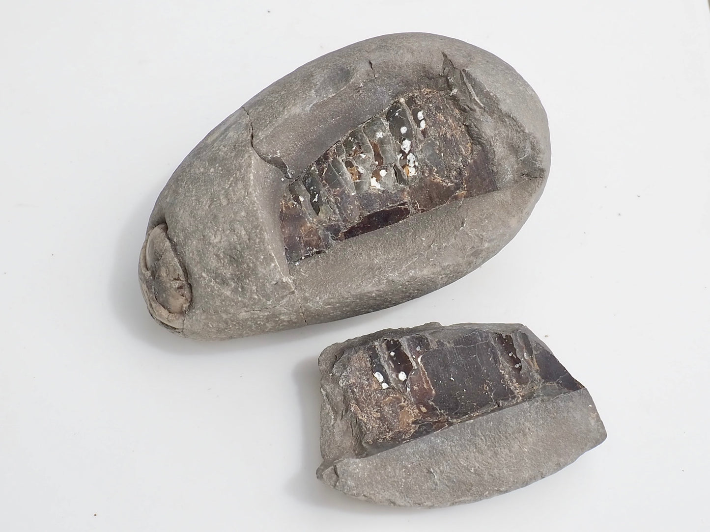 Unprepped Belemnite Phragmocone Fossil Whitby Yorkshire Coast