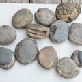 12x Small Ammonite Nodules – Yorkshire Coast Fossils | Crack Your Own | Prep Practice Kit