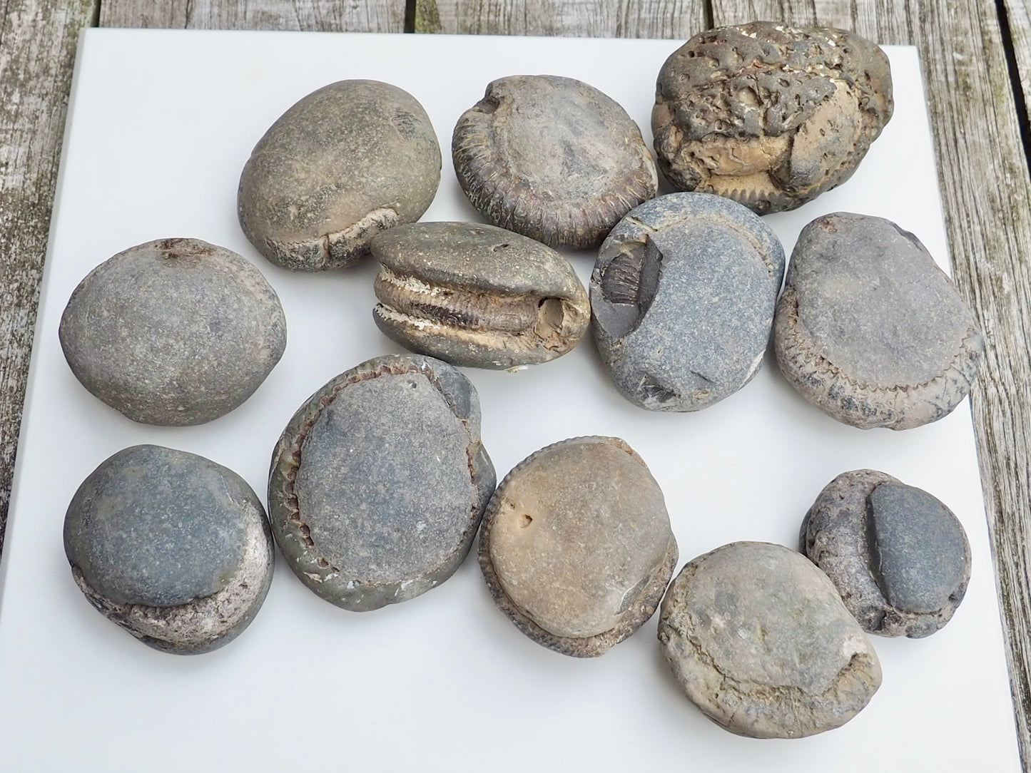 12x Small Ammonite Nodules – Yorkshire Coast Fossils | Crack Your Own | Prep Practice Kit
