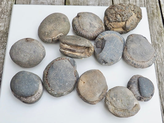 12x Small Ammonite Nodules – Yorkshire Coast Fossils | Crack Your Own | Prep Practice Kit