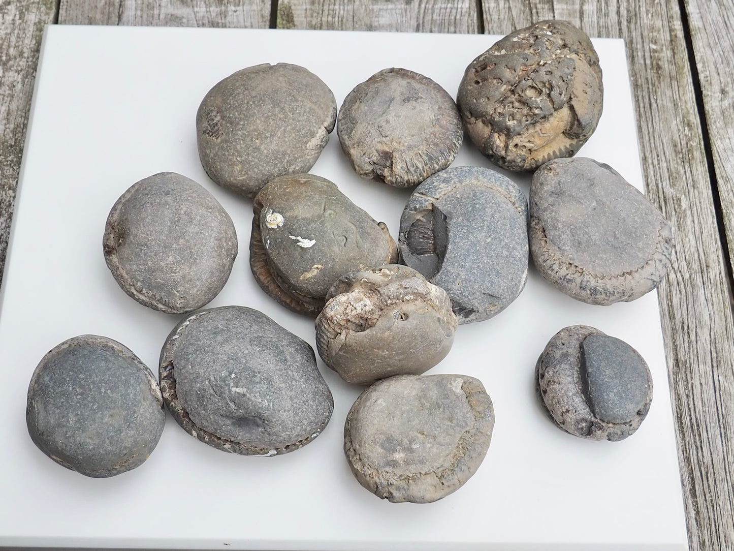 12x Small Ammonite Nodules – Yorkshire Coast Fossils | Crack Your Own | Prep Practice Kit