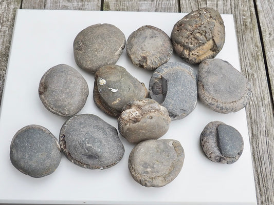 12x Small Ammonite Nodules – Yorkshire Coast Fossils | Crack Your Own | Prep Practice Kit