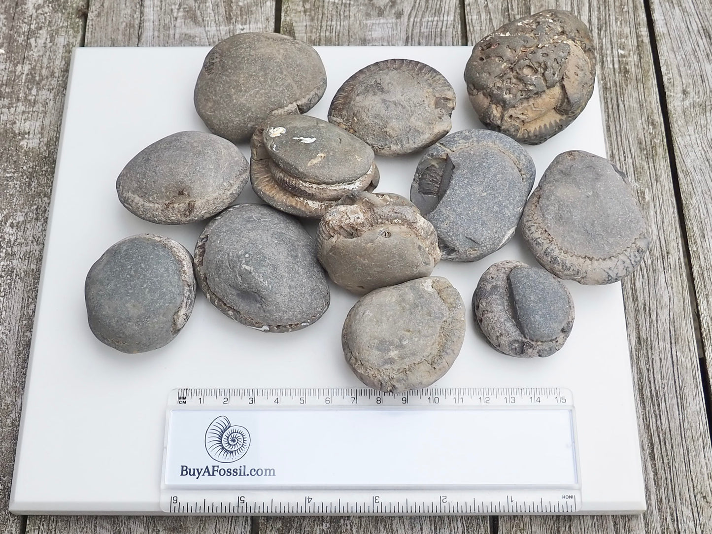12x Small Ammonite Nodules – Yorkshire Coast Fossils | Crack Your Own | Prep Practice Kit