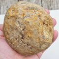 Whitby Ammonite Nodule – Unprepared Jurassic Fossil – Yorkshire Coast