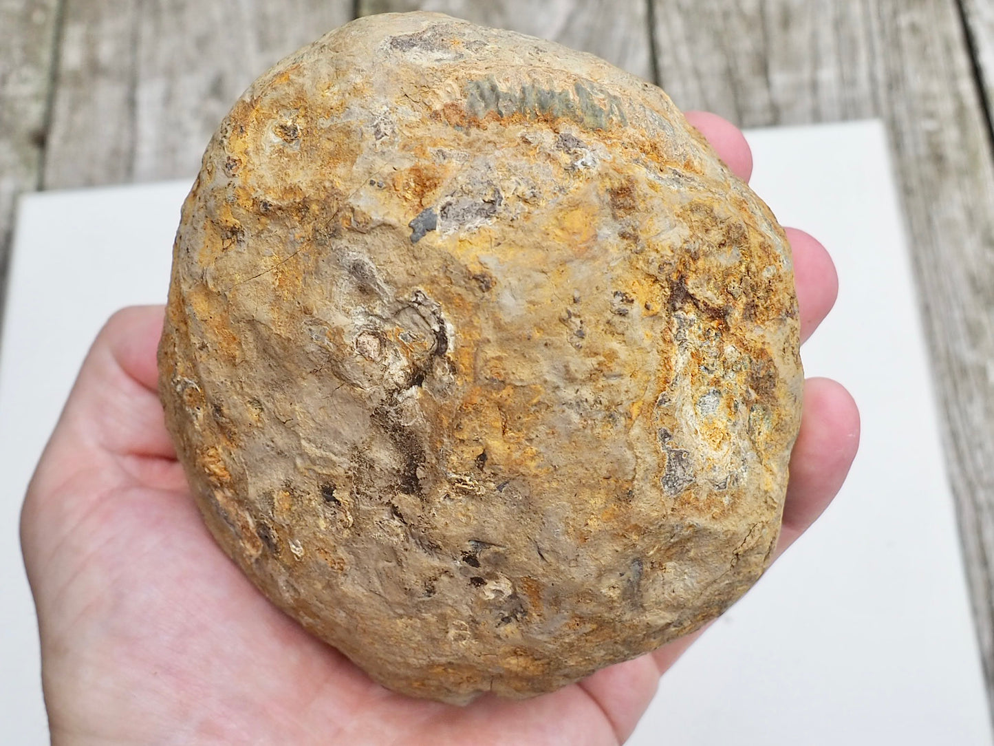 Whitby Ammonite Nodule – Unprepared Jurassic Fossil – Yorkshire Coast