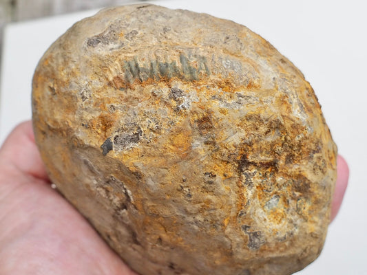 Whitby Ammonite Nodule – Unprepared Jurassic Fossil – Yorkshire Coast