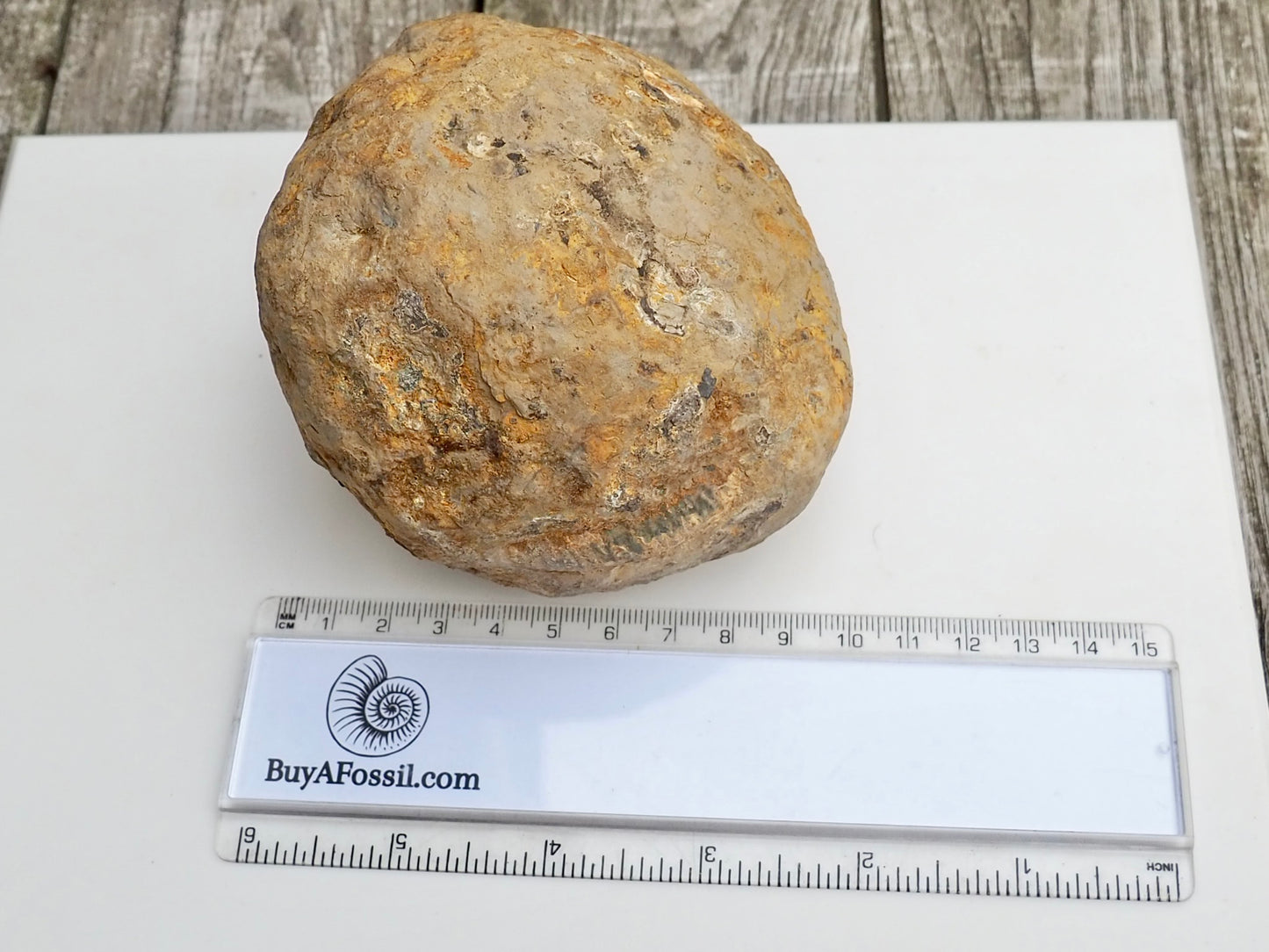 Whitby Ammonite Nodule – Unprepared Jurassic Fossil – Yorkshire Coast